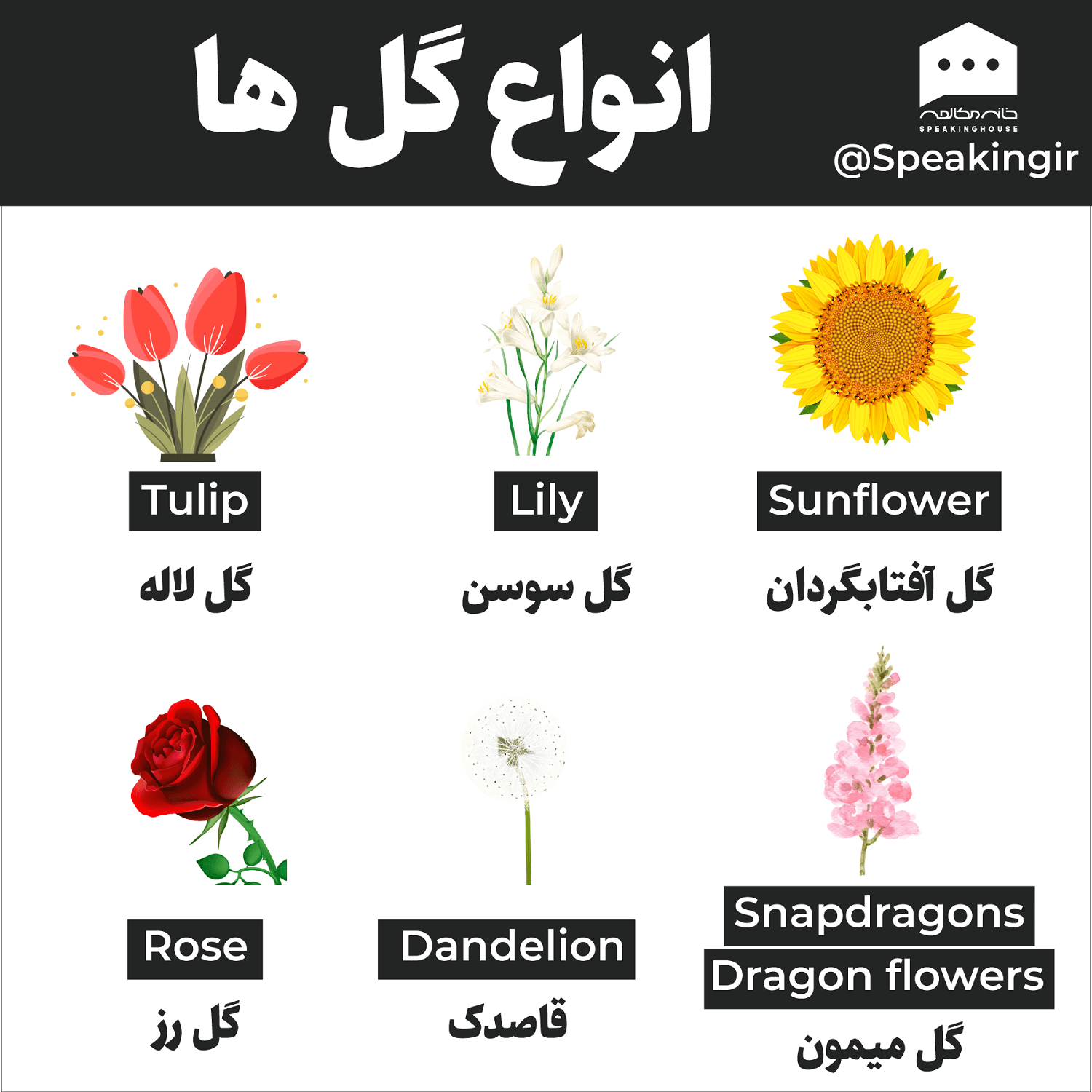 انواع گل ها به انگلیسی