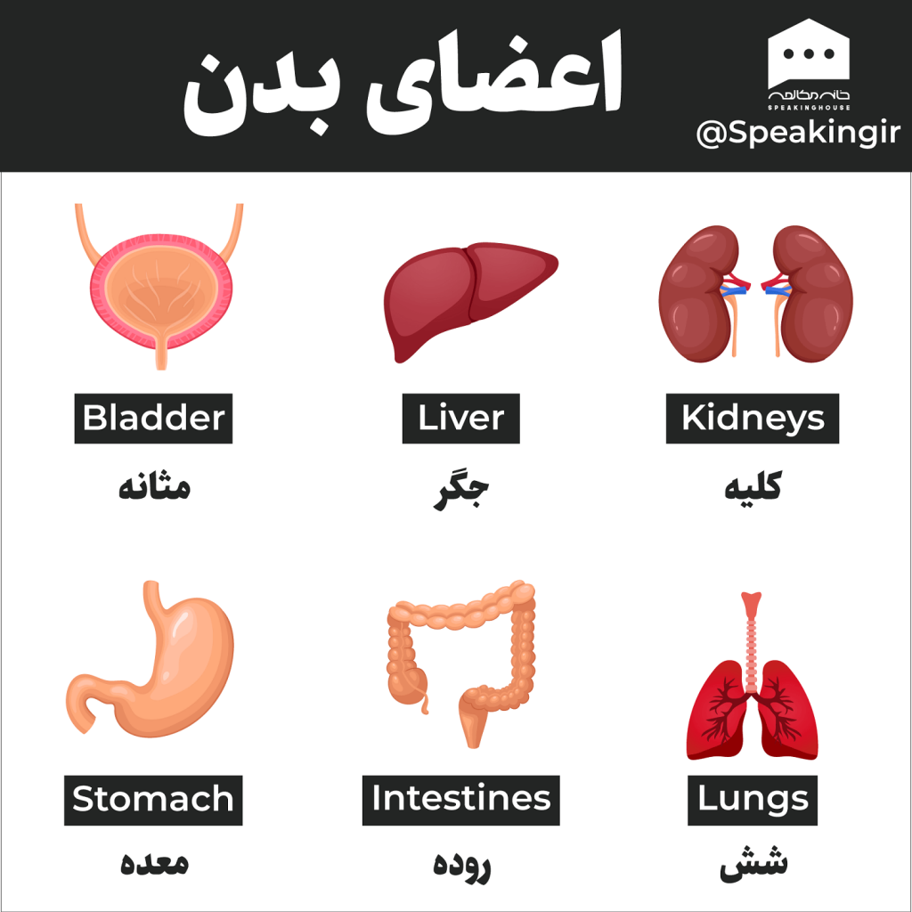 اعضای بدن به انگلیسی